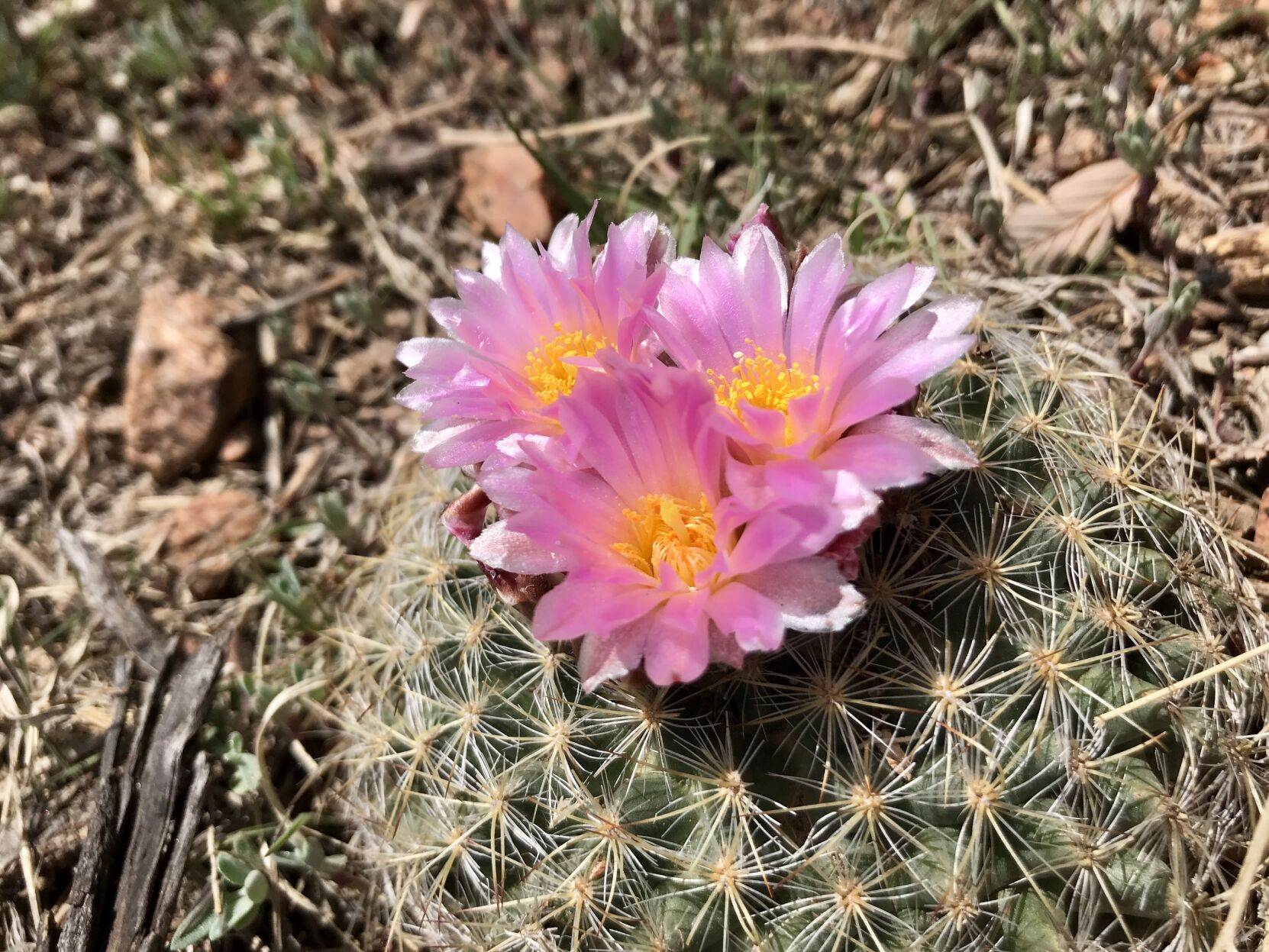 mountain ball cactus.jpg